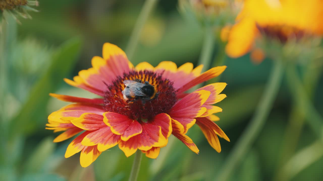 Bumblebee ballet on a cockade flower, a mesmerizing dance of nature's pollination in a vibrant garden