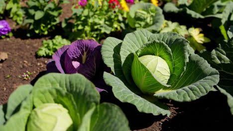 close-up of green and purple cabbages