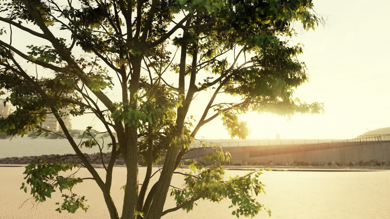 따뜻한 아침  ⁇ 빛이 큰 나무를 통해 극적으로 강렬한 광선을  ⁇ 아 ⁇ 니다.