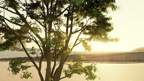el cálido sol de la mañana proyecta dramáticamente rayos intensos a través de un gran árbol