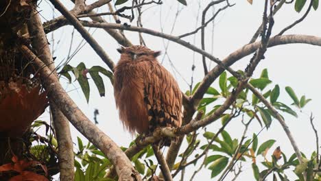 A-zoom-out-of-this-cute-fluffy-owl-as-it-sleeps,-Buffy-Fish-Owl-Ketupa-ketupu,-Thailand