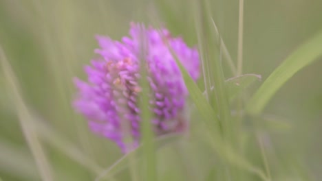 Single-purple-clover-blows-in-breeze