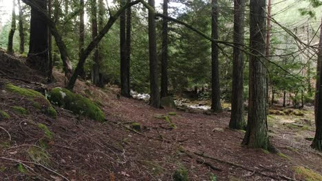 Río-Salvaje-En-El-Bosque-De-Montaña