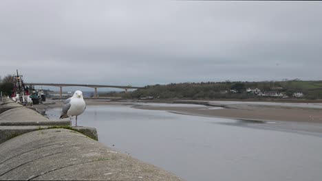 herring gull larus argentatus, perched overlooking the torridge estuary