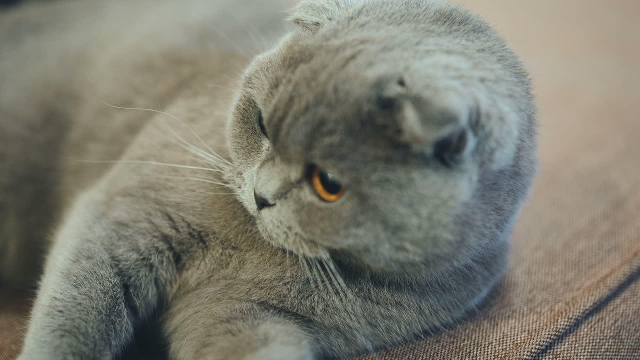 Bellissimo gatto britannico è sdraiato sul divano di casa. Gatto Scottish Fold blu. Gatto British Shorthair.