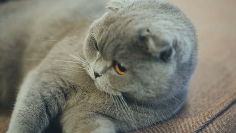 beautiful british cat is lying on the couch at home. blue scottish lop-eared cat. british shorthair cat.