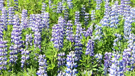 lupines "canis lupus", 꽃 피는 식물. 아이슬란드