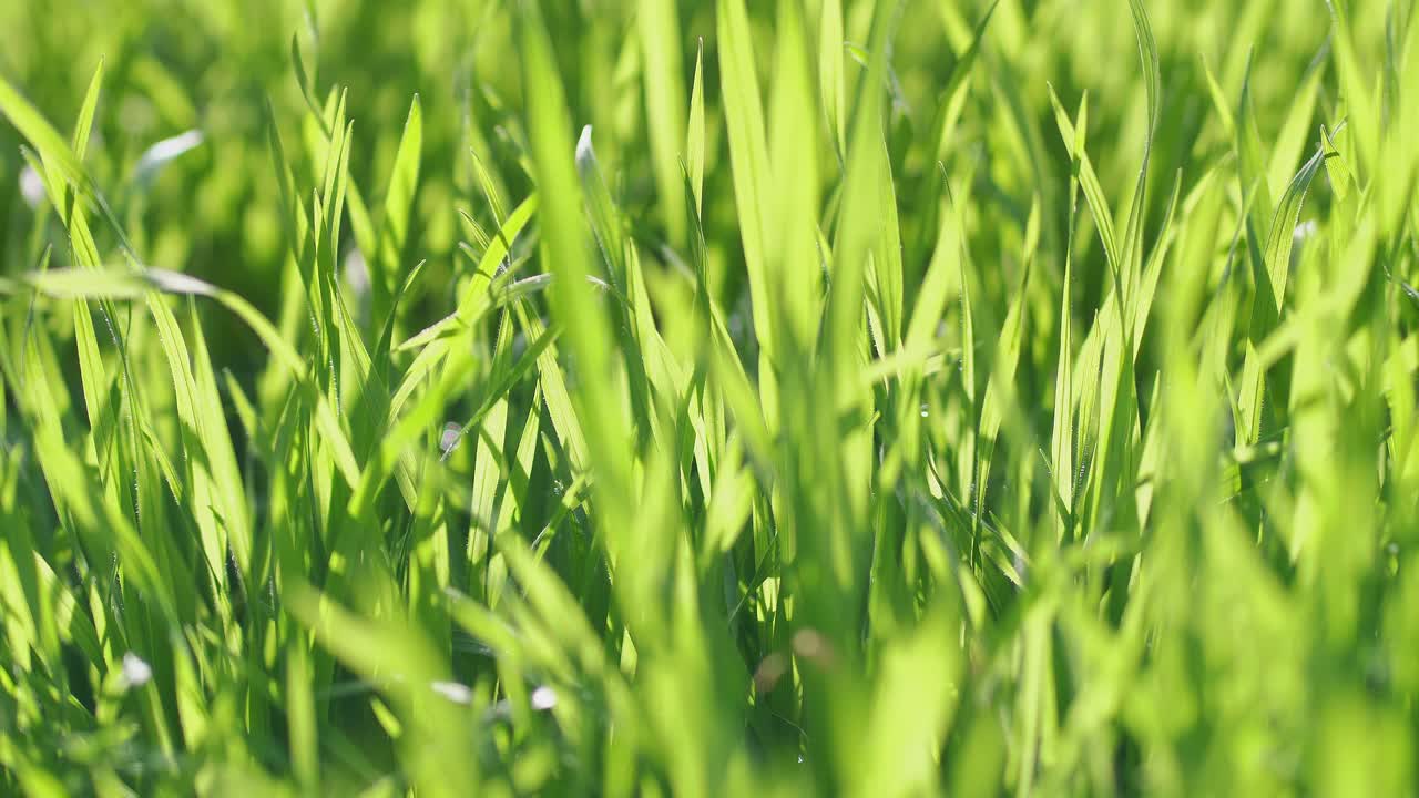 Closeup of green grass in a garden on a bright sunny day