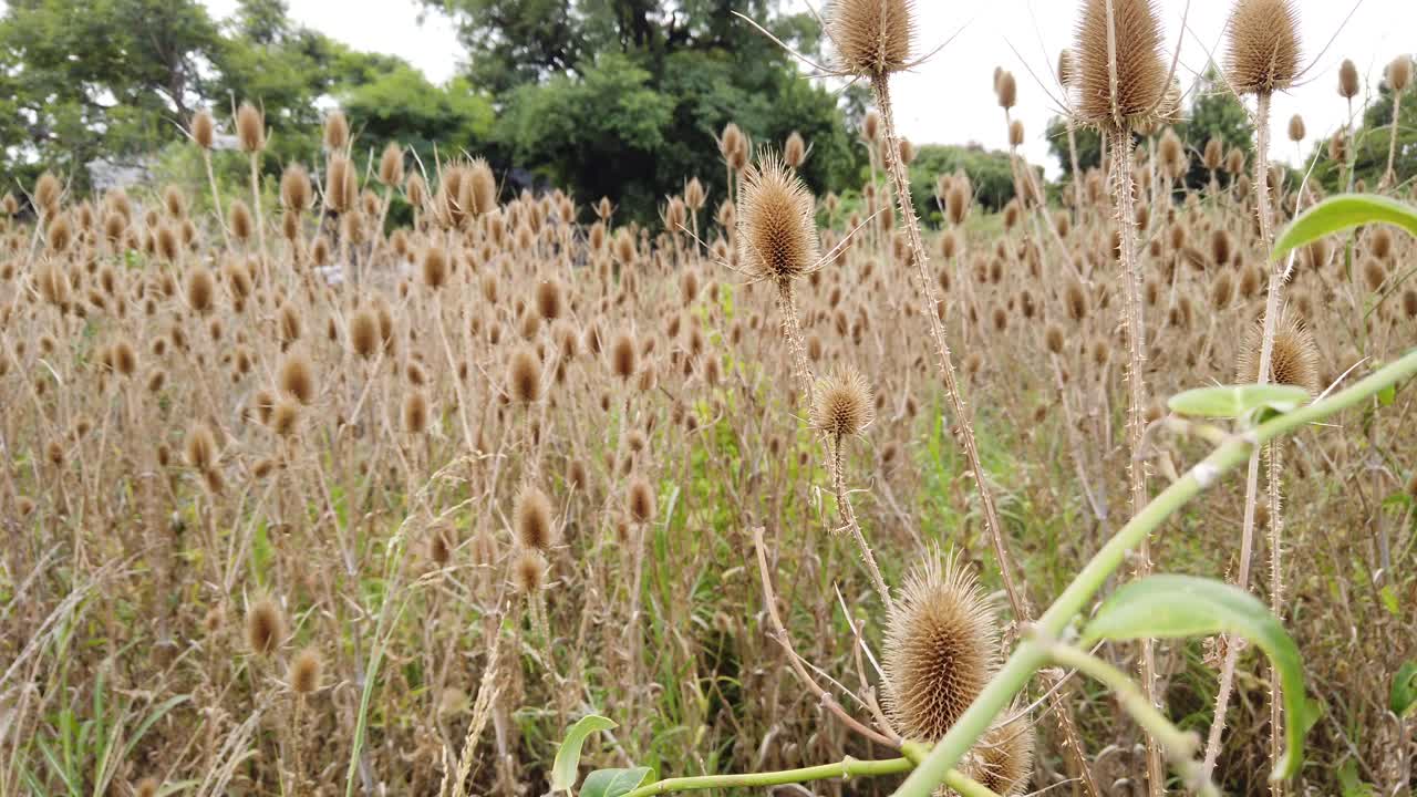 Closeup view at dry golden flowers in vast natural field landscape, Pampas grass