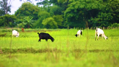 domestic farm goats grazing over fresh green fields near rural village