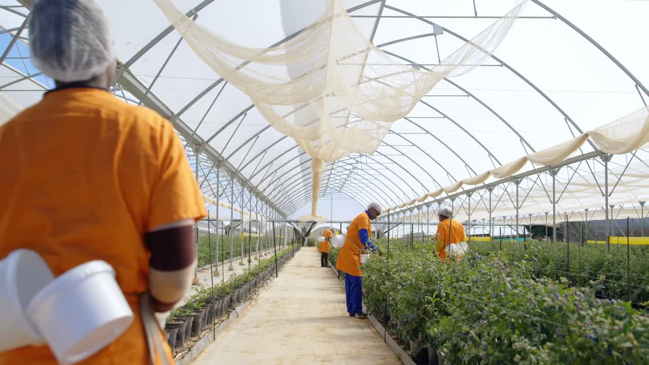 블루베리 농장 4k에서 블루베리를 따는 노동자들