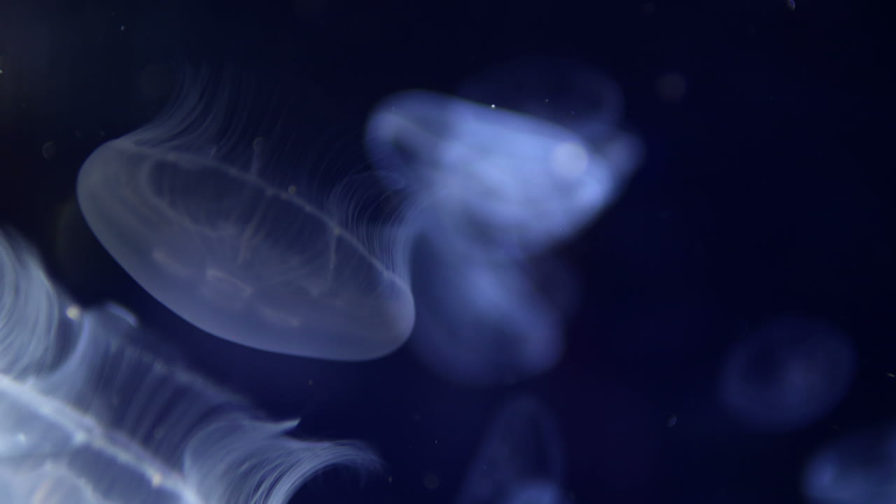 バレンシア水族館 01