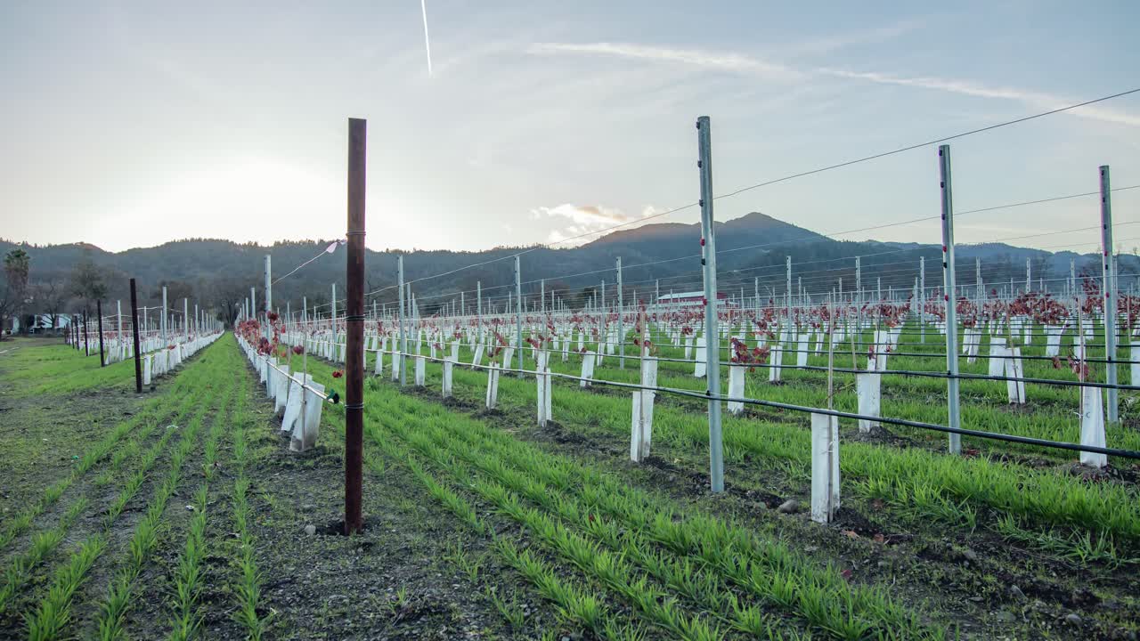 Motion Time Lapse of Vineyard in Napa Valley during Sunset