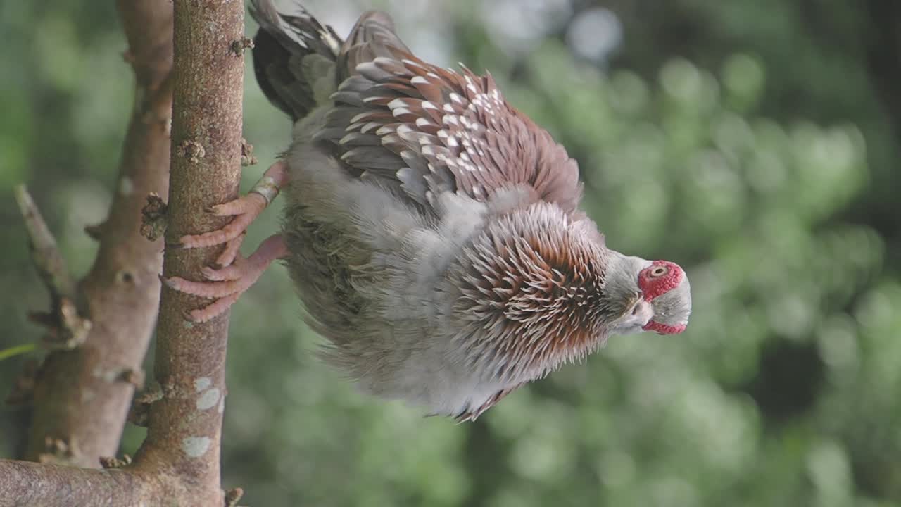 나무 가지 에 있는 비둘기
