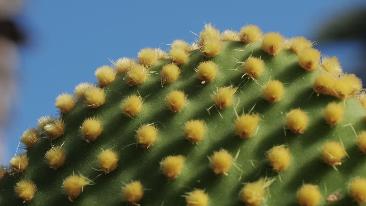 Close up green cactus with yellow spines within a desert environment, city park in Barcelona, Montjuic. African background