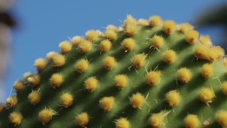 close up green cactus with yellow spines within a desert environment, city park in barcelona, montjuic. african background