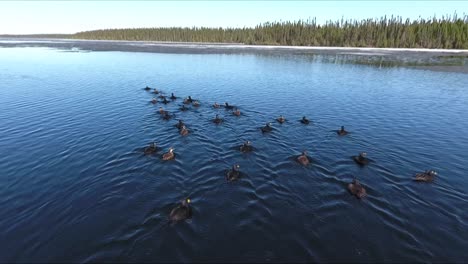 a group of surf scoter are on a big lake in quebec, canada