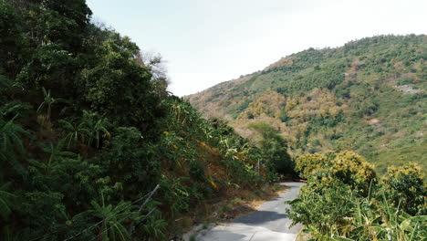 camino de montaña a través de un bosque exuberante