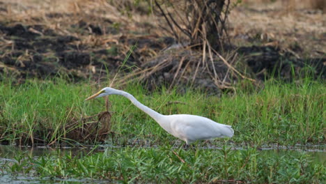 a great egret standing on a wetlands - close up