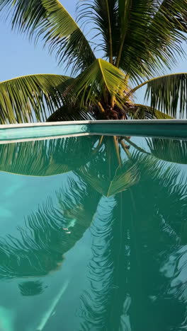 palm tree reflections in a tropical swimming pool