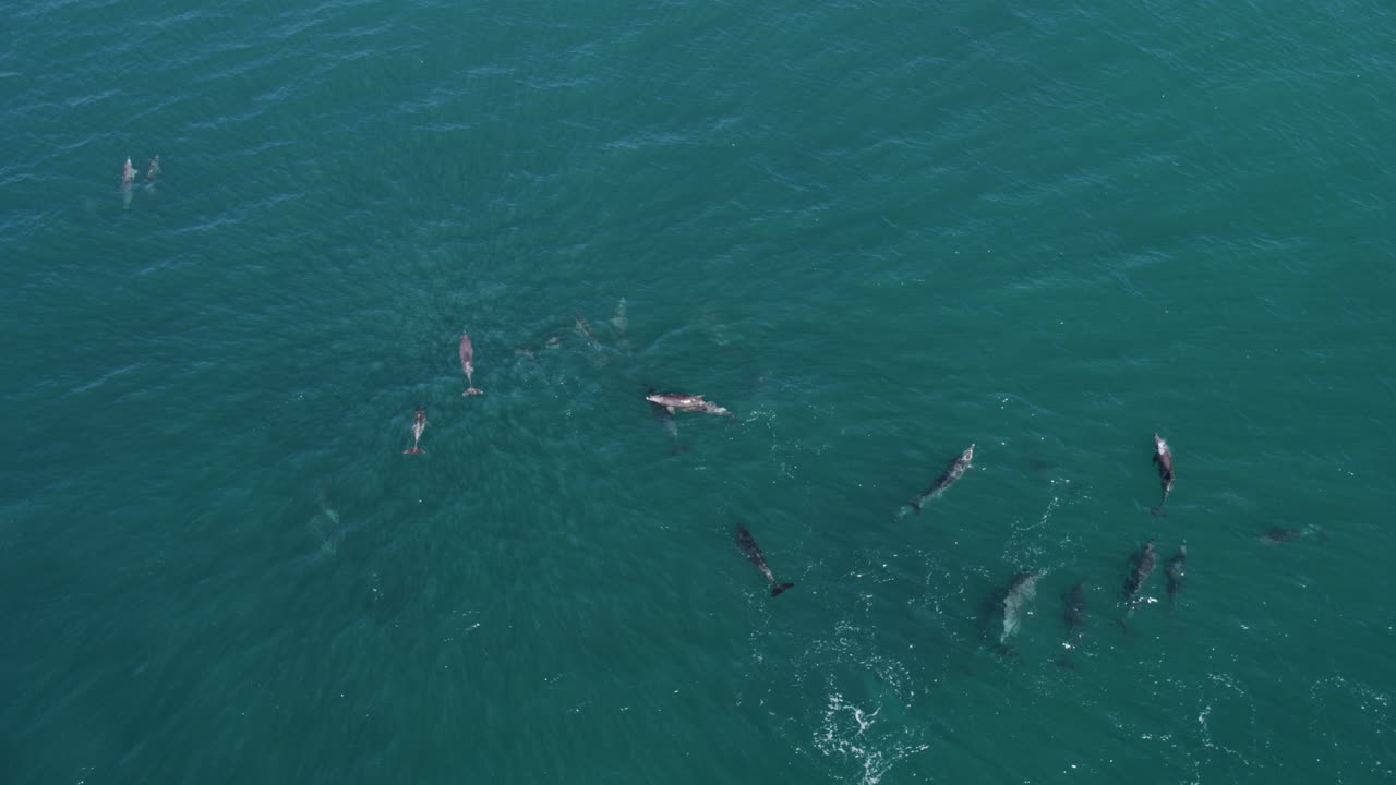 Multiple dolphins moving together in shallow blue sea, top-down drone captures unity as they hunt and fish