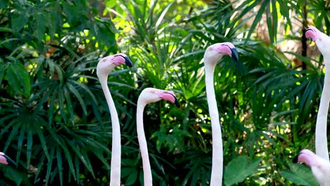 flamingos engaging in social behavior among greenery