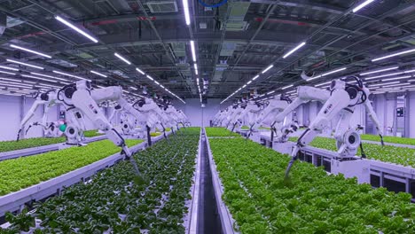 the future of agriculture: a high-tech indoor farm utilizing robotic automation to cultivate fresh lettuce in a controlled environment