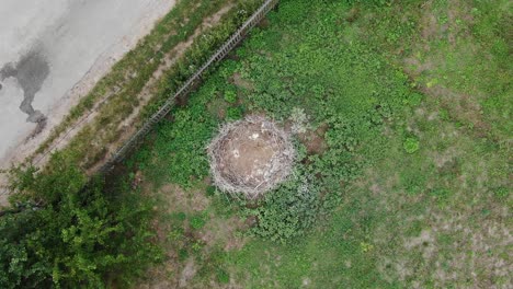 vista aérea a vista de pájaro de un nido de pájaros junto a una carretera