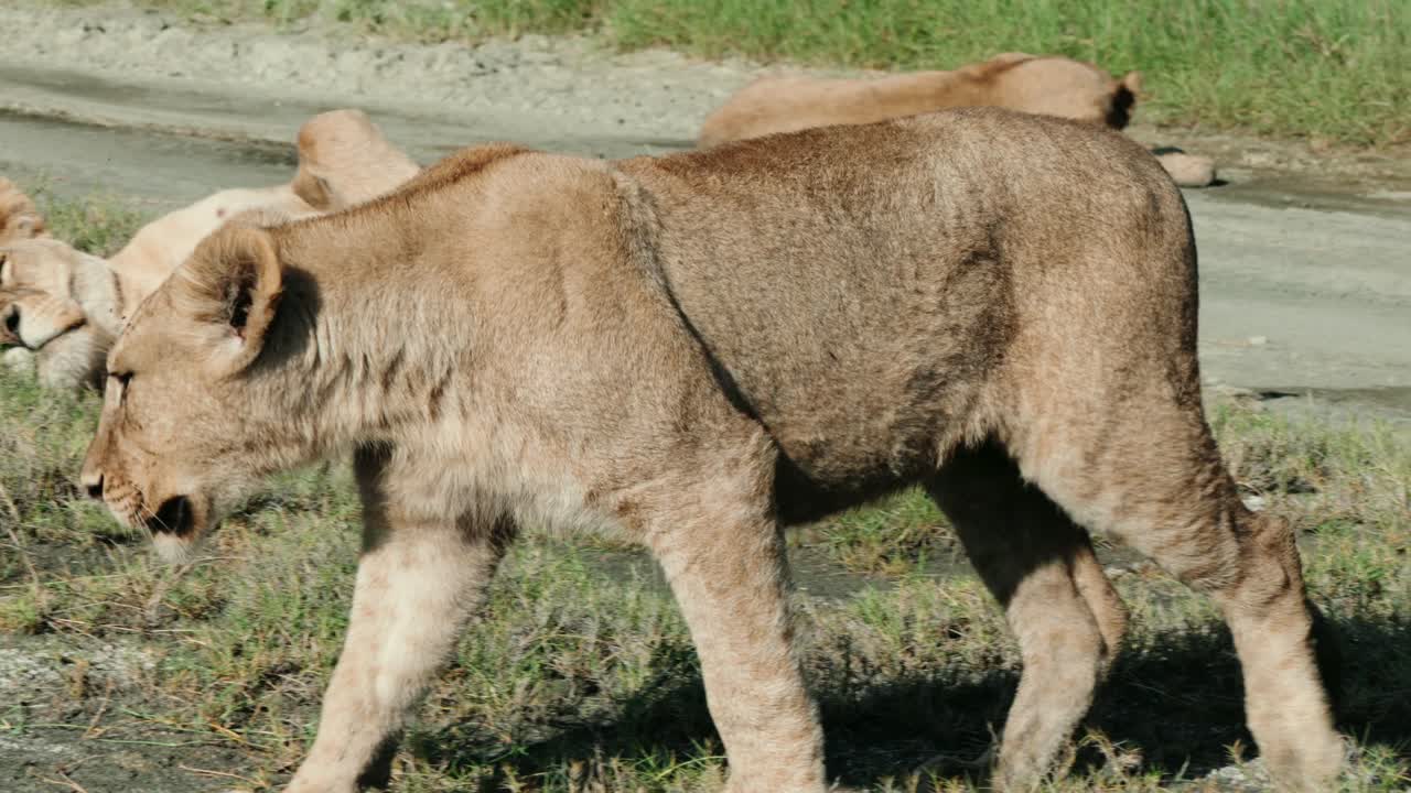 Lion walking through the pride looking for place to lay down