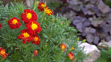 Schöne-Rote-Blumen-Auf-Einem-Garten