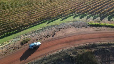 el coche se detiene en la carretera rural y la mujer sale entre el campo de la viña y el lago durante el día soleado