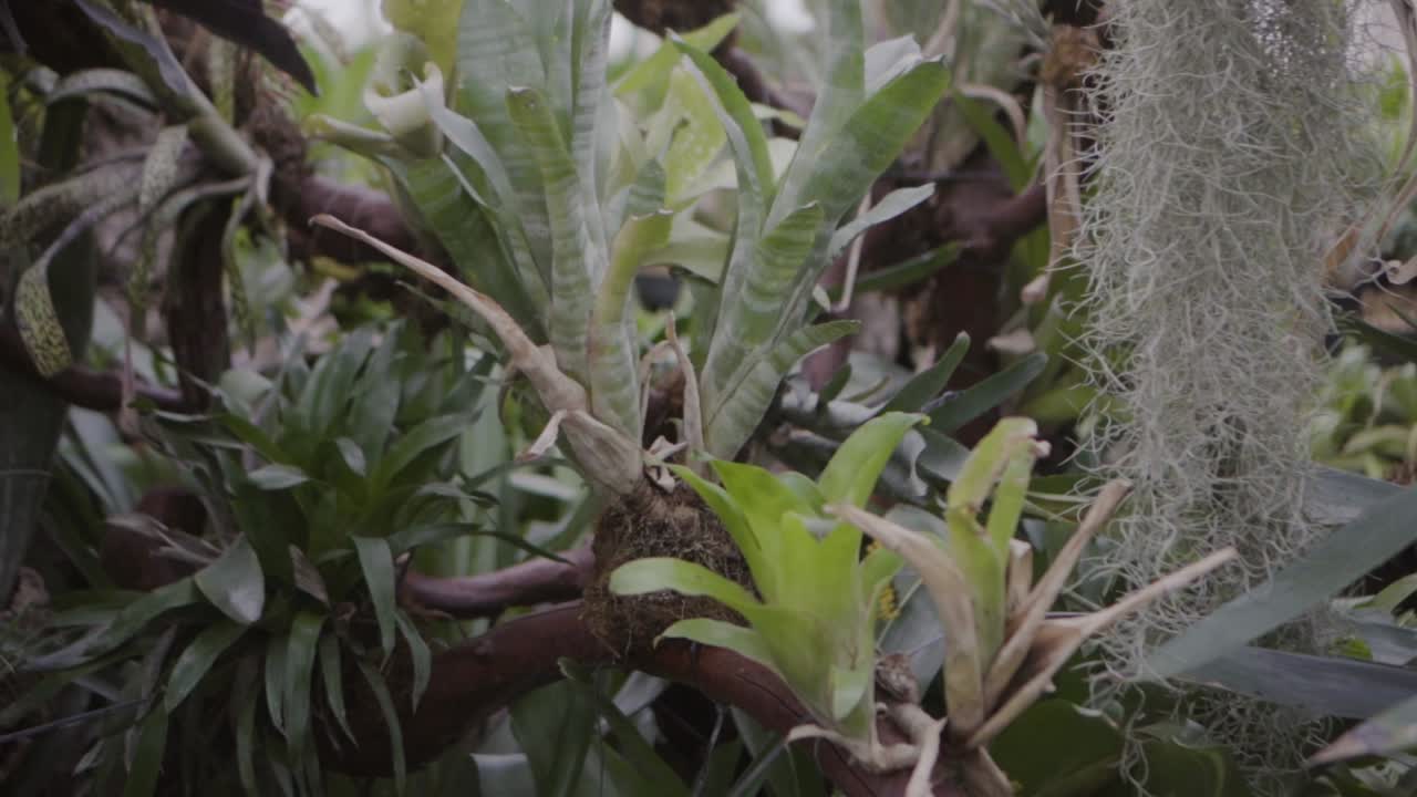 온실의 녹색 열대 식물과 잎