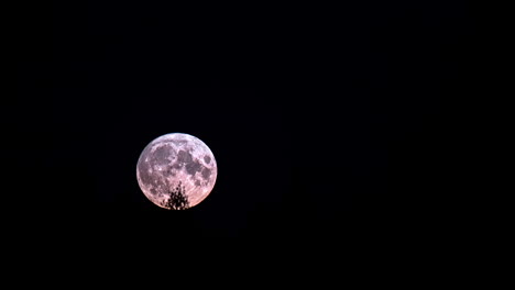 big full moon appears behind foliage and rises up on black sky