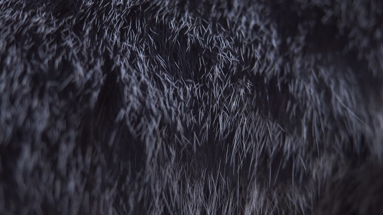 Close up of black and gray cat hair on a cat's body