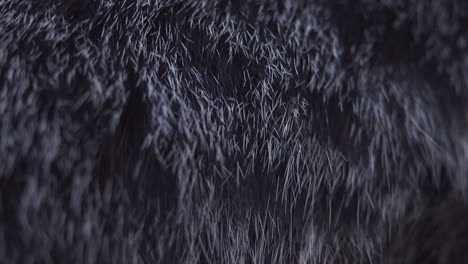 close up of black and gray cat hair on a cat's body