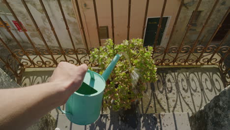 woman hands watering plants on balcony pouring water gardening close up