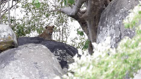 el leopardo en reposo disfruta de una vista imponente desde lo alto de una gran roca africana