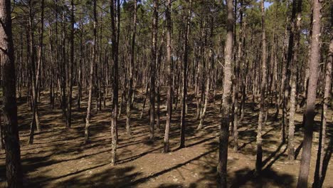 4K-close-up-of-the-tree-shadows-in-the-inside-of-pine-tree-forest-with-the-camera-moving-slowly-to-the-left,-60fps