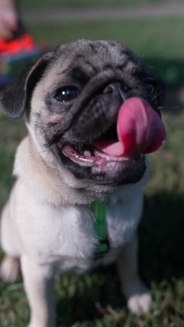 pug with tongue out in a park