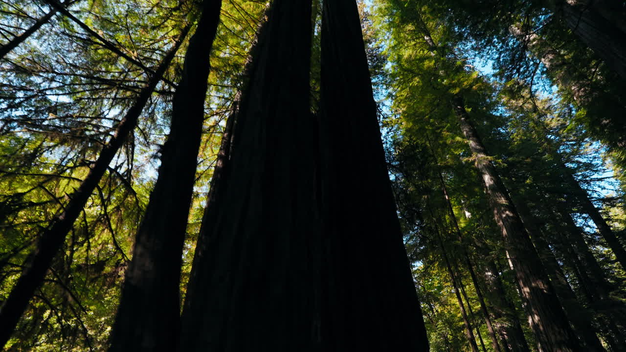 Guidare sotto gigantesche sequoie, guardando dal basso verso l'alto