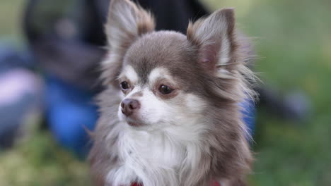 happy chihuahua, dog in the garden