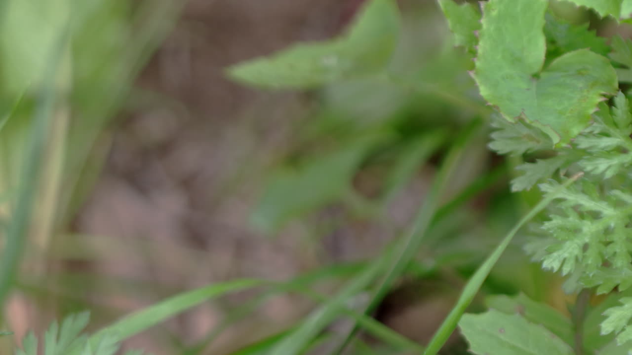 Panning close-up of plants. on the ground.