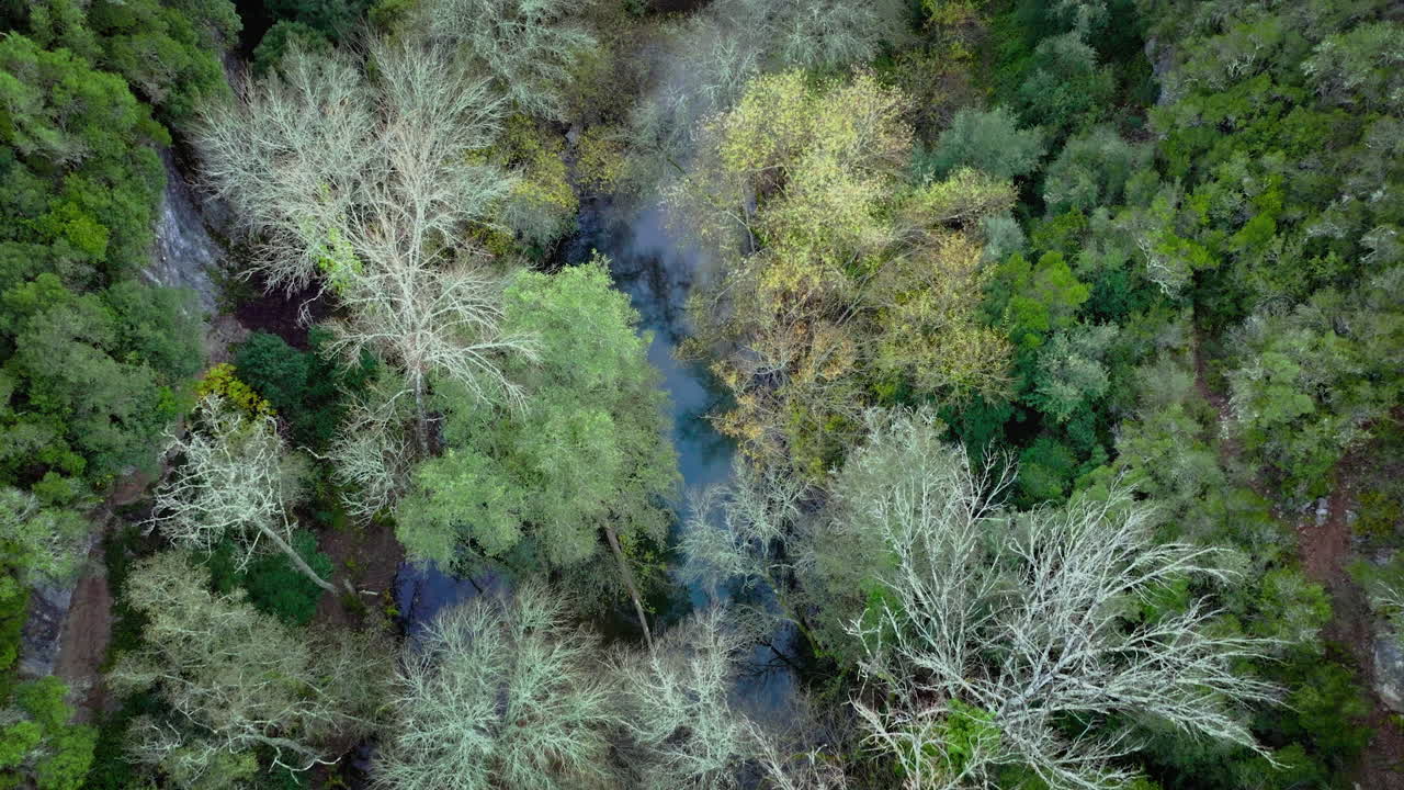 bosque mediterráneo en tiro de drone de invierno