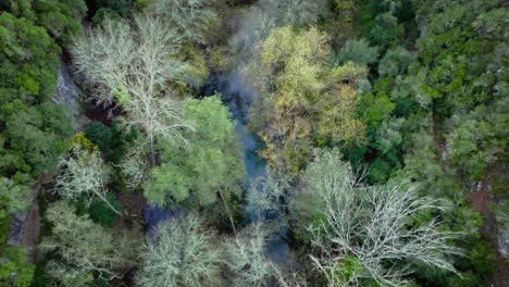 Bosque-Mediterráneo-En-Tiro-De-Drone-De-Invierno