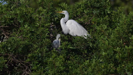 Gran-Garceta-Blanca-Alimentando-A-Los-Polluelos-En-El-Nido,-Venecia,-Florida,-Estados-Unidos-De-América