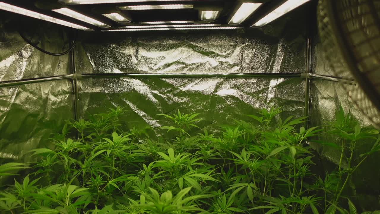 plantas jóvenes de cannabis en la quinta semana al comienzo de la fase de floración, fuente de luz en la parte superior y carpa en el fondo
