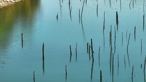 Many-rotten-wooden-poles-on-shallow-lake-water,-Eagle-Hollow,-Arkansas,-USA