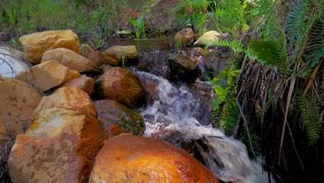 water stream runs peacefully over rocks in a stream with ferns next to it