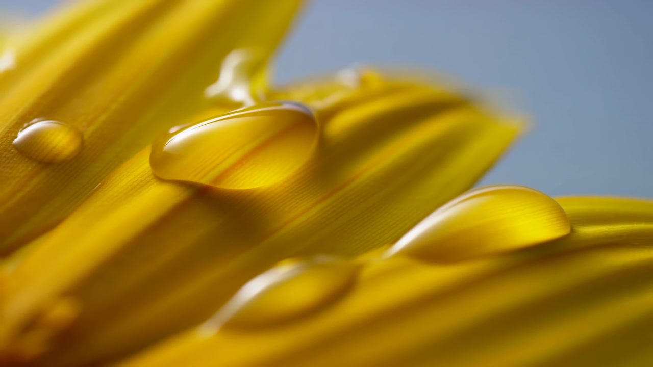 Accéléré macro de pétales de fleurs jaunes avec des gouttelettes d'eau à mi-séquence montrant l'immobilité