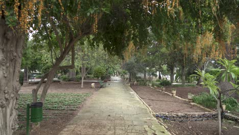 Orange-Berries-Growing-on-Big-Tree-in-The-San-Anton-Gardens-with-Pigeons-Walking-in-Distance